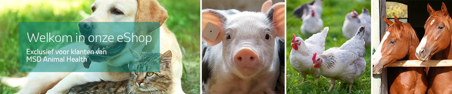 MSD Animal Health Logo